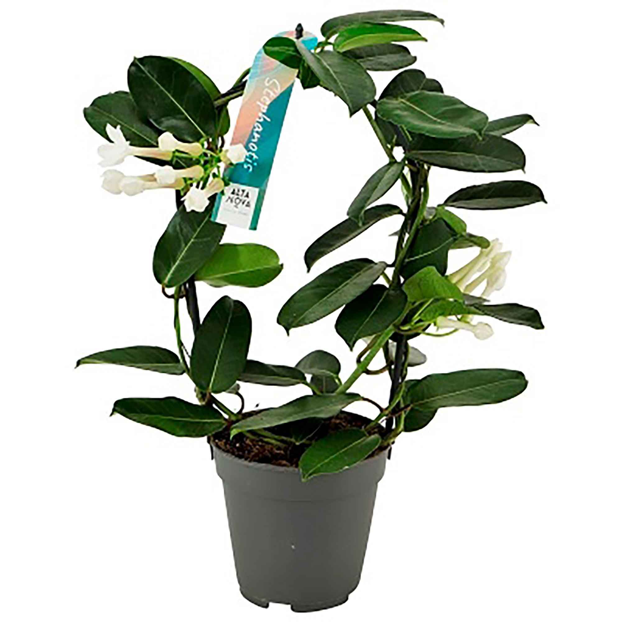 Stephanotis floribunda 12cm