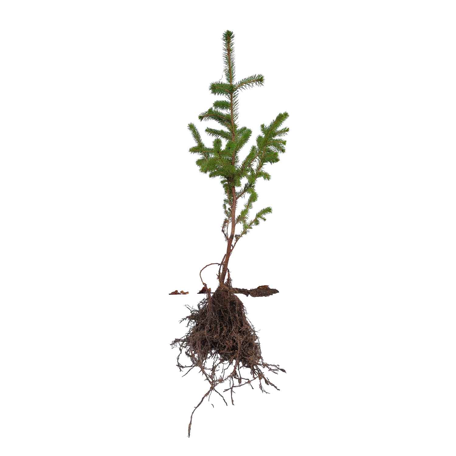 Sitka spruce - Picea sitchensis 20-40 CM