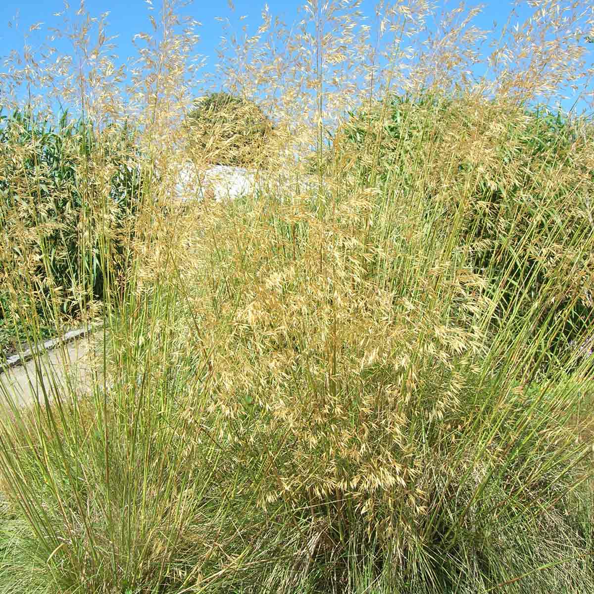 Stipa gigantea 1L