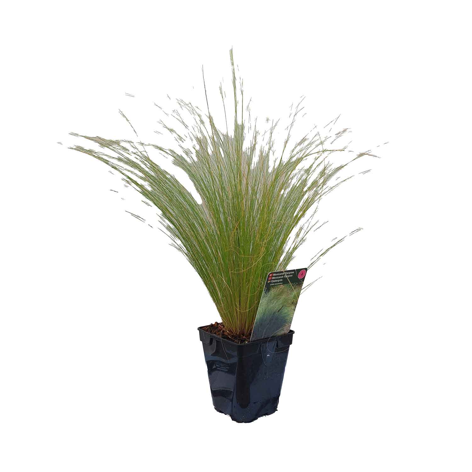 STIPA tenuissima  1 L Potte