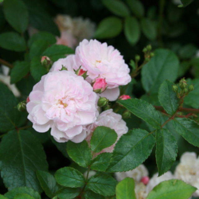 Rosa moschata 'Sweet Clouds'