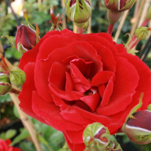 Climbing rose 'Sympathie'