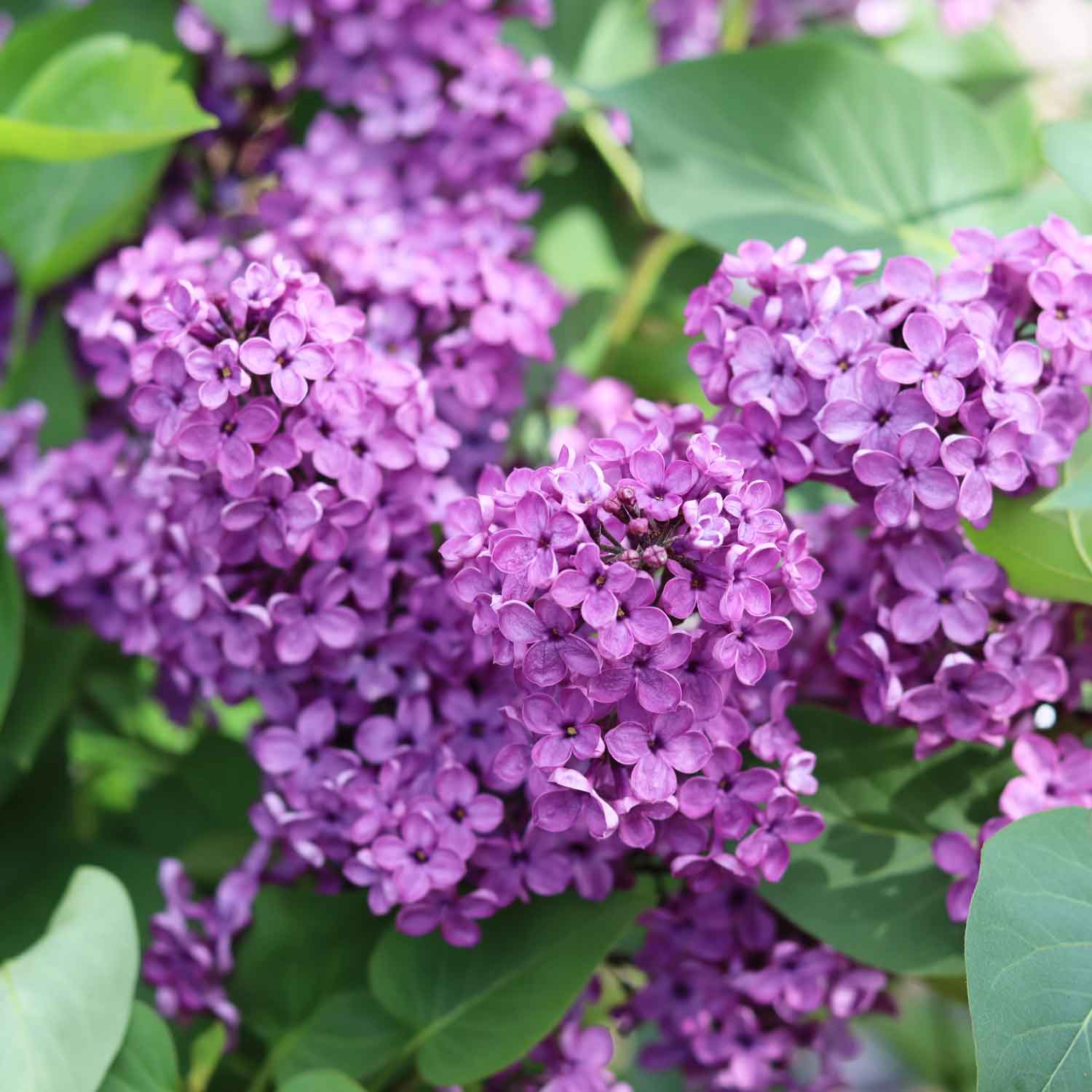 Syringa v. 'Sensation' C4,6 50-60 CM