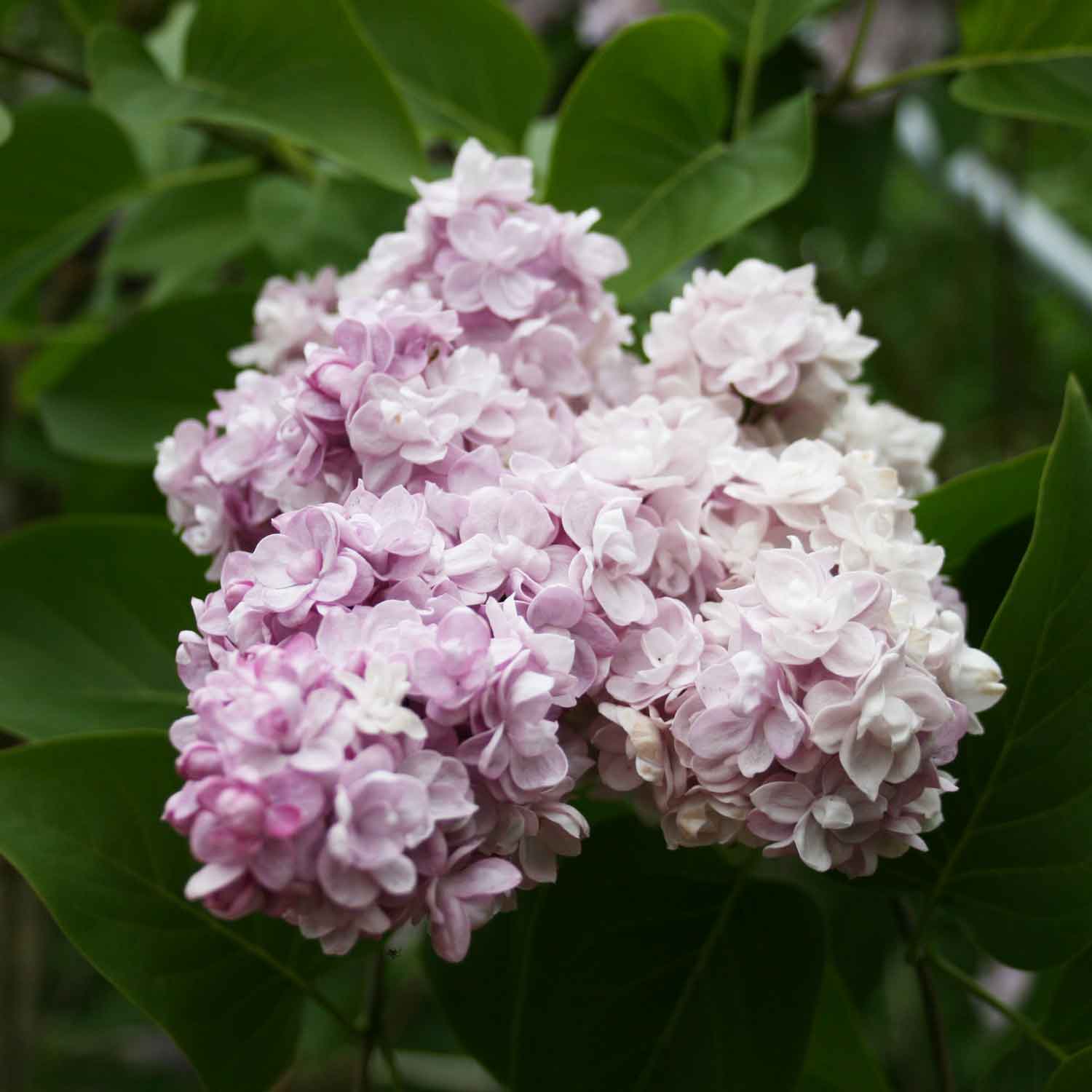 Syringa v. 'Michel Buchner' C4 40-60 CM