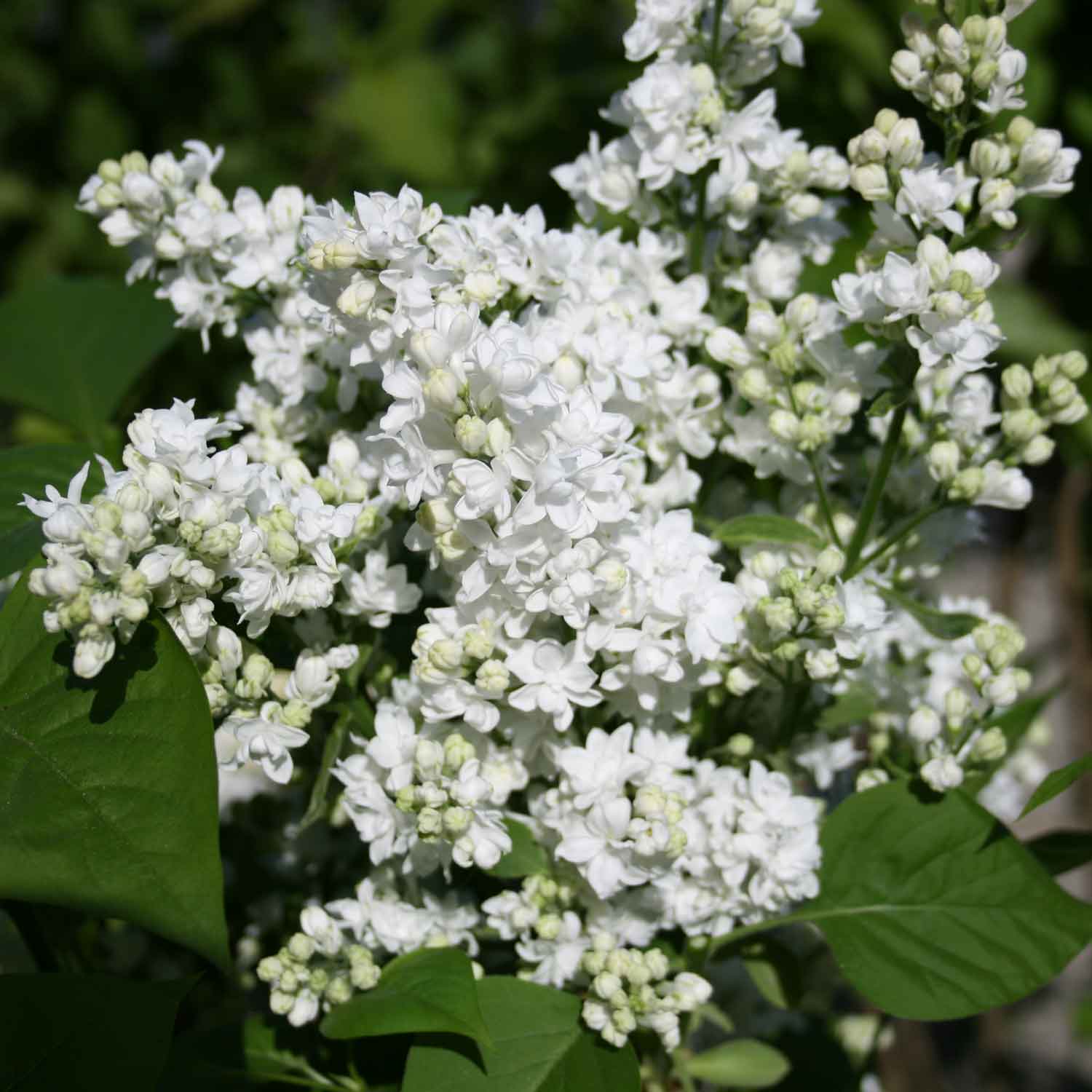 Syringa v. 'Mme Lemoine' C4 40-60 CM