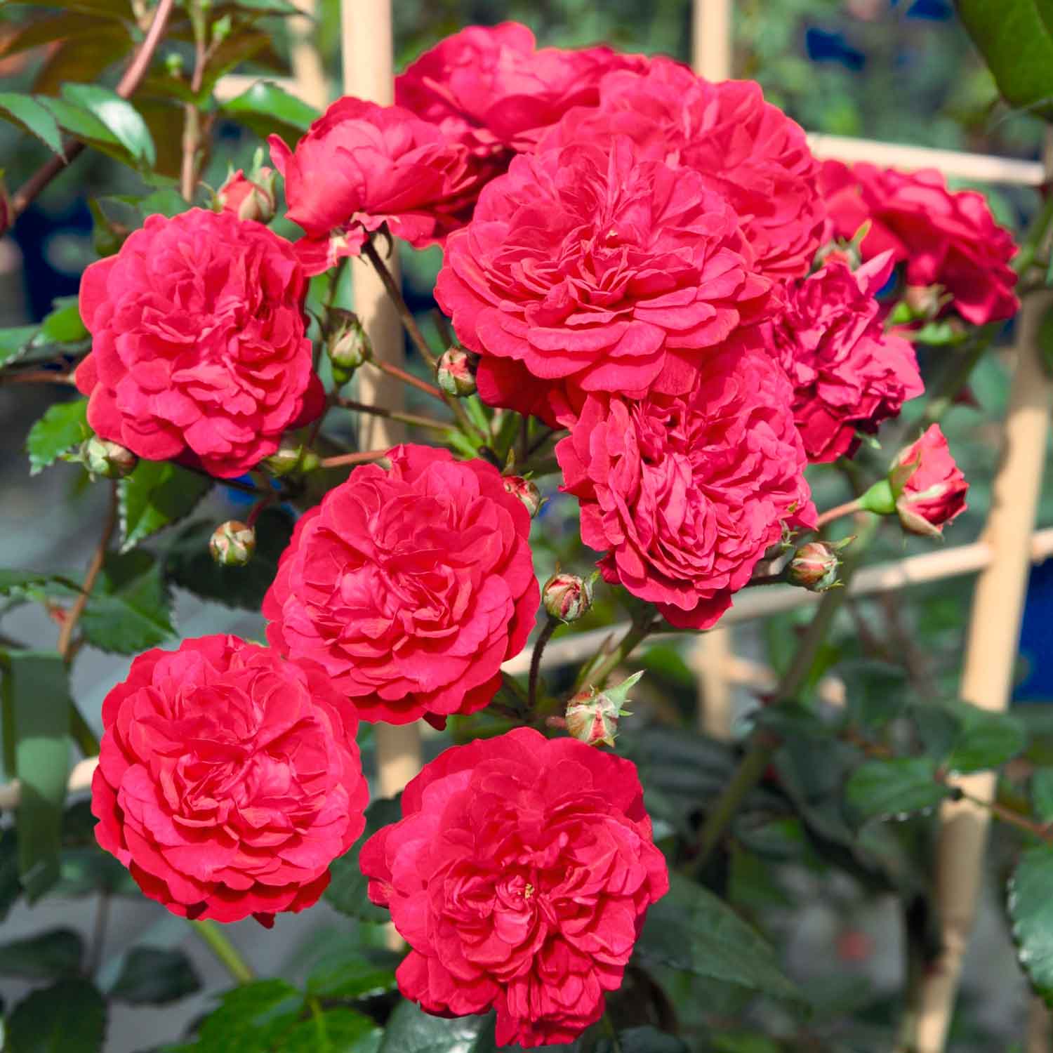 Rosa 'Starlet Rose Lola'