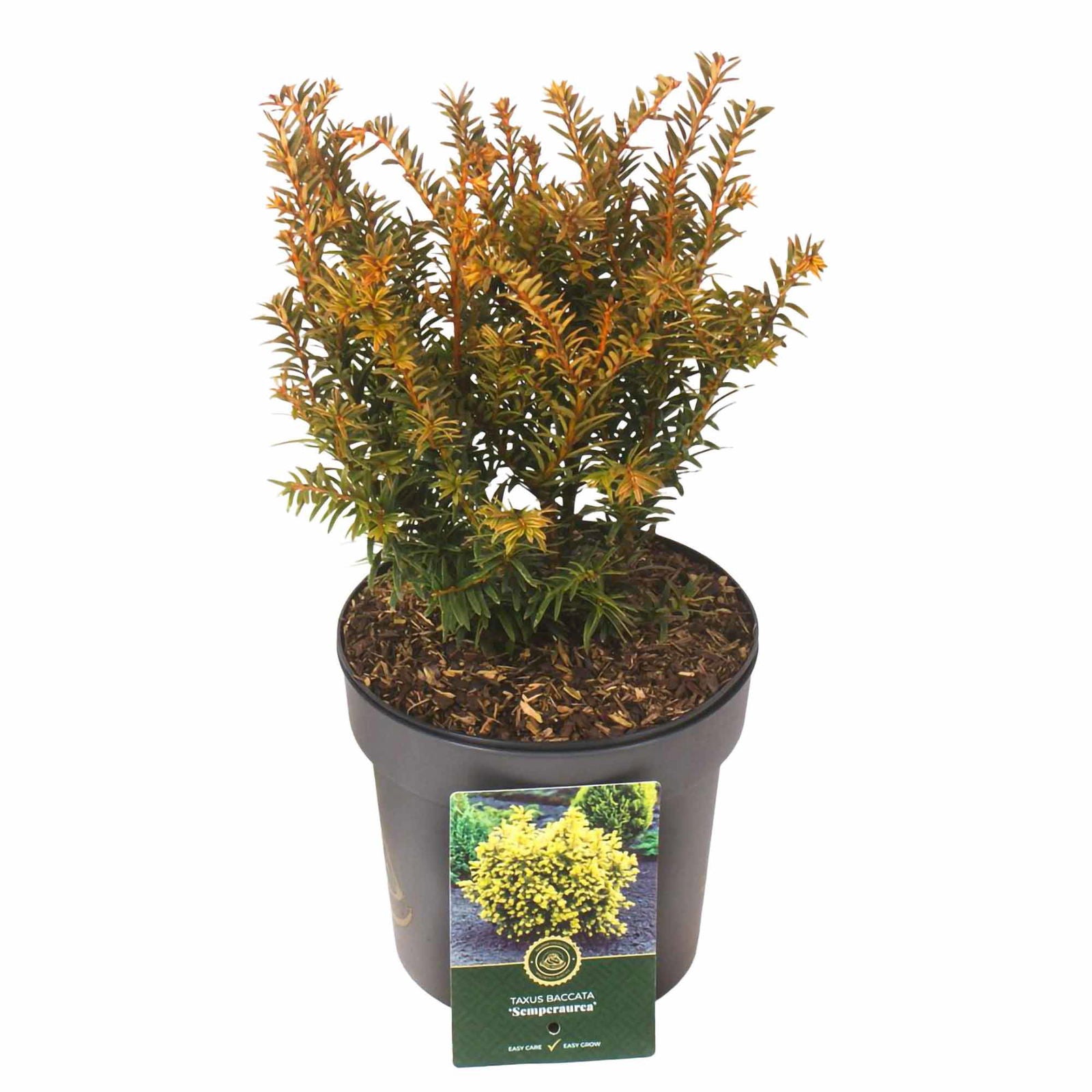 Taxus b. 'Semperaurea' 25-30 cm, 2,5L kruka