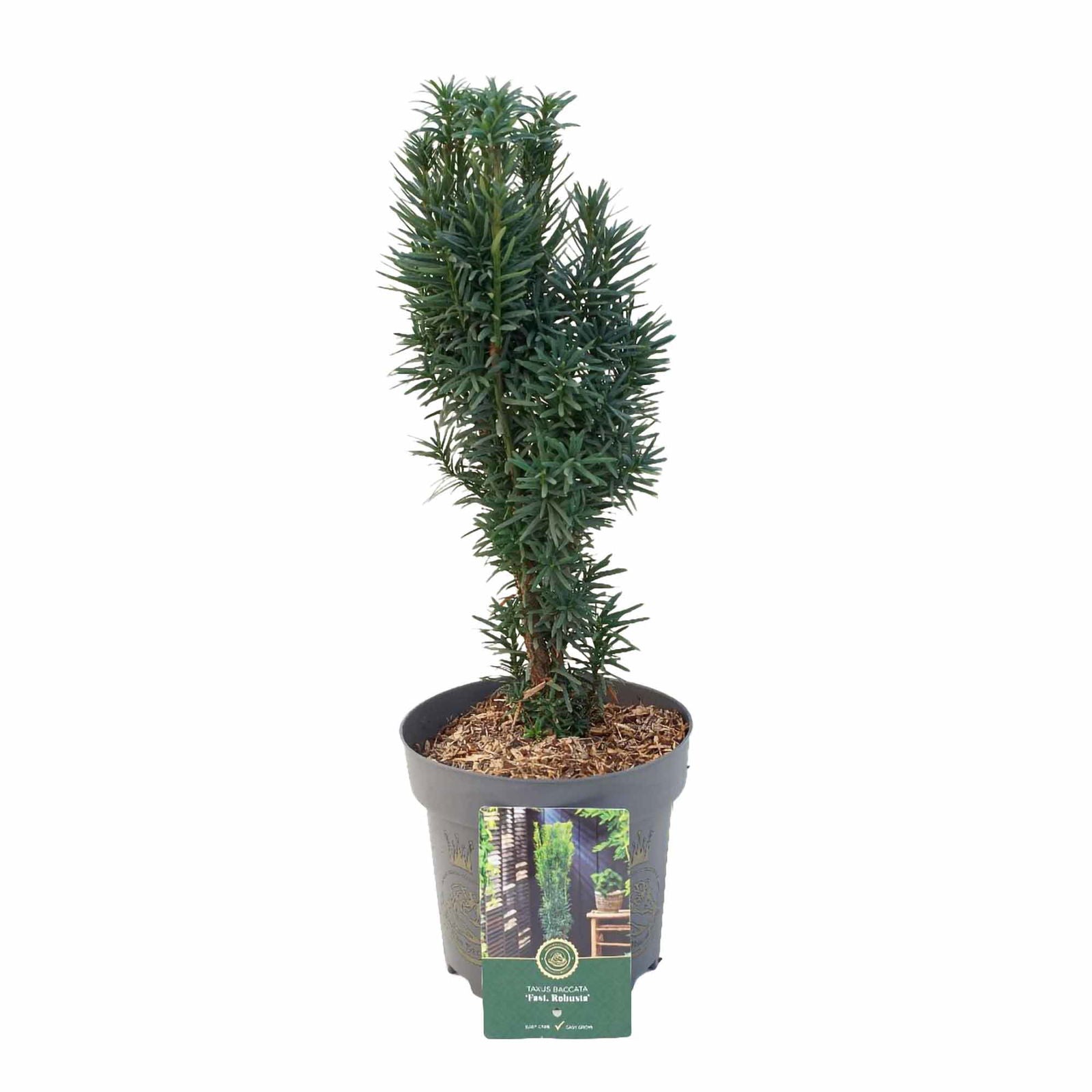 Taxus baccata 'Fastigiata Robusta' C2,5