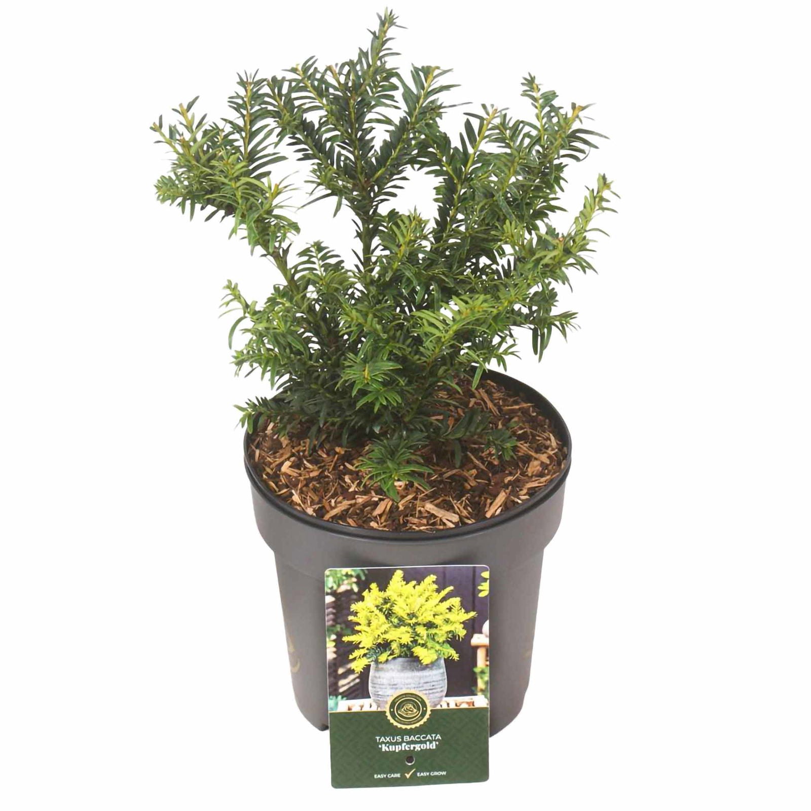 Taxus baccata 'Kupfergold' C2.5