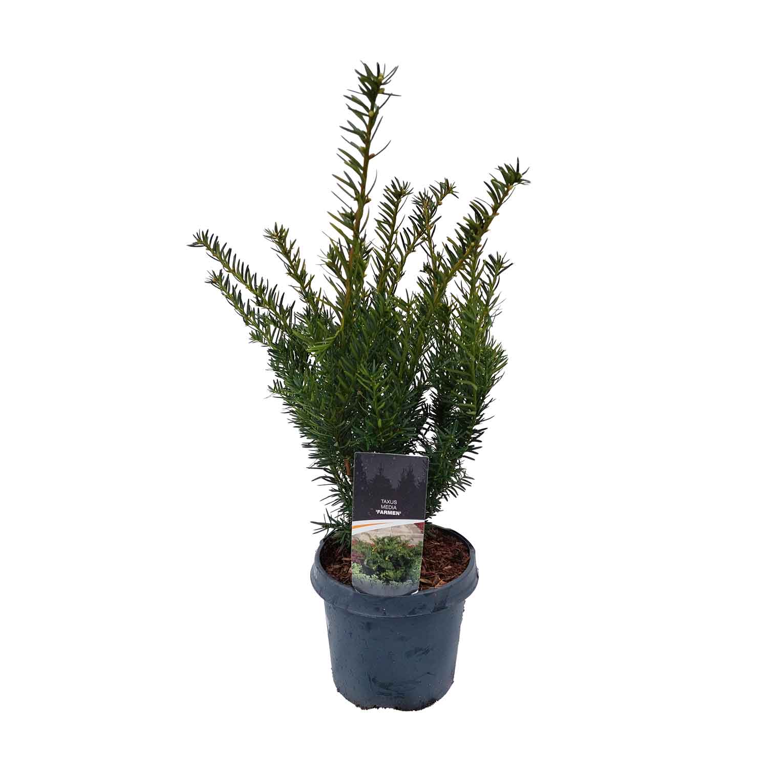 Taxus media 'Farmen' C3/P19 25-30 CM