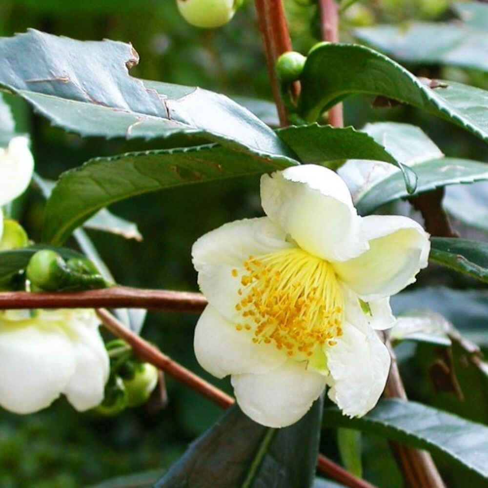 Teplante - Camellia sinensis