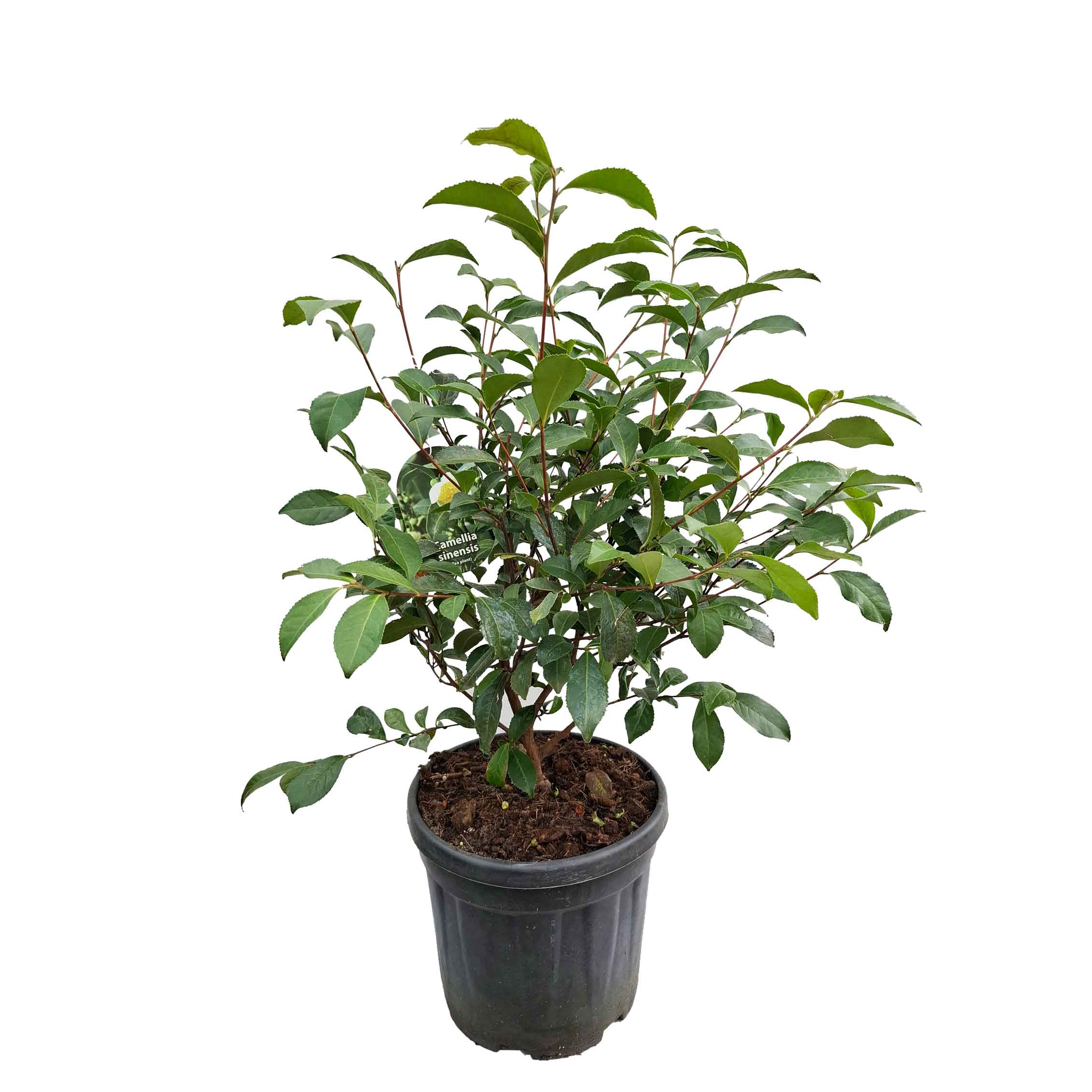 Camellia sinensis h. 50-60 vaso 10 lt