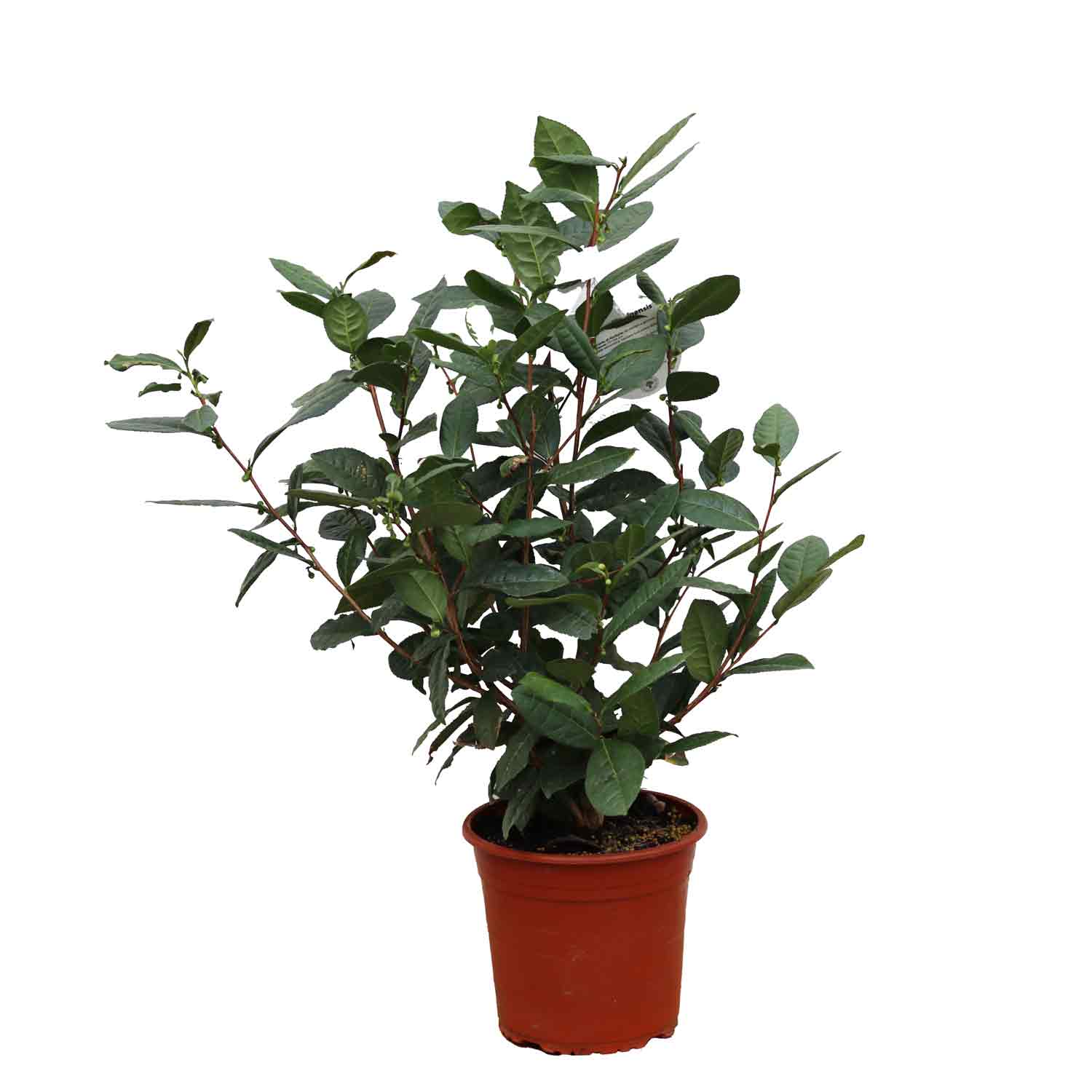 Teplante - Camellia sinensis 6L