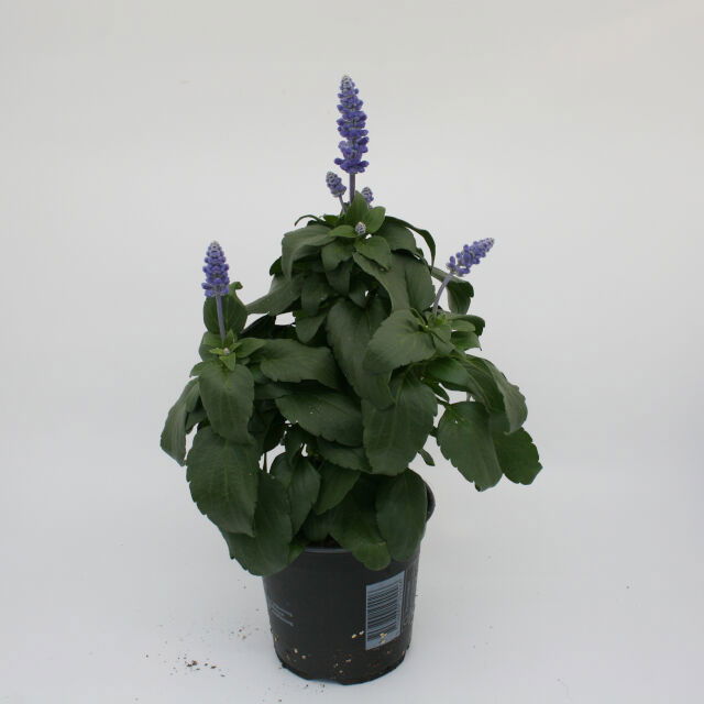 Texas salvie - Saliva farinacea 'Victoria Blå' 11,5cm pot