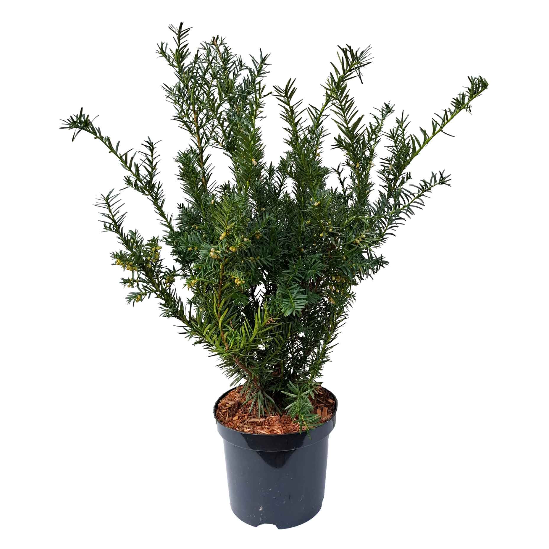 Taxus media 'Farmen' 50-60 C3