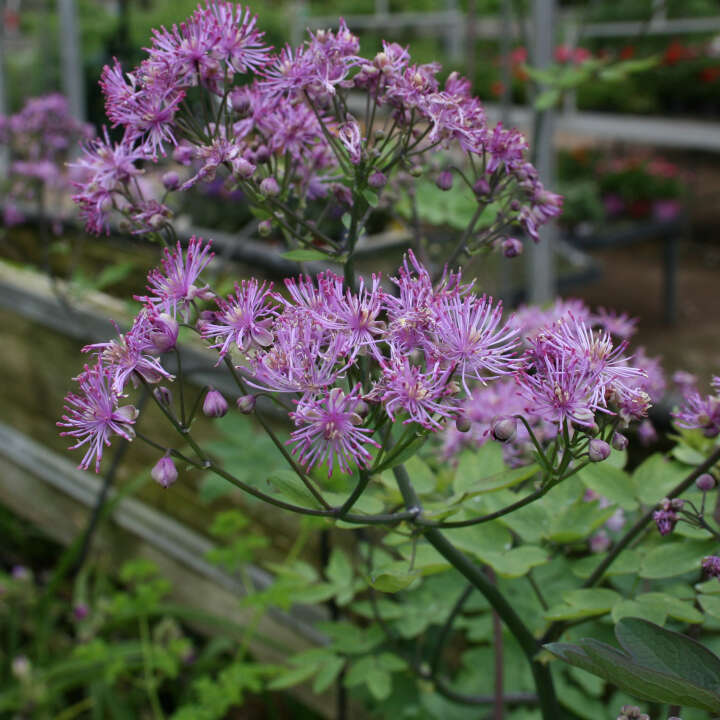 Violfrøstjerne - Thalictrum delavayi 'Black Stockings'