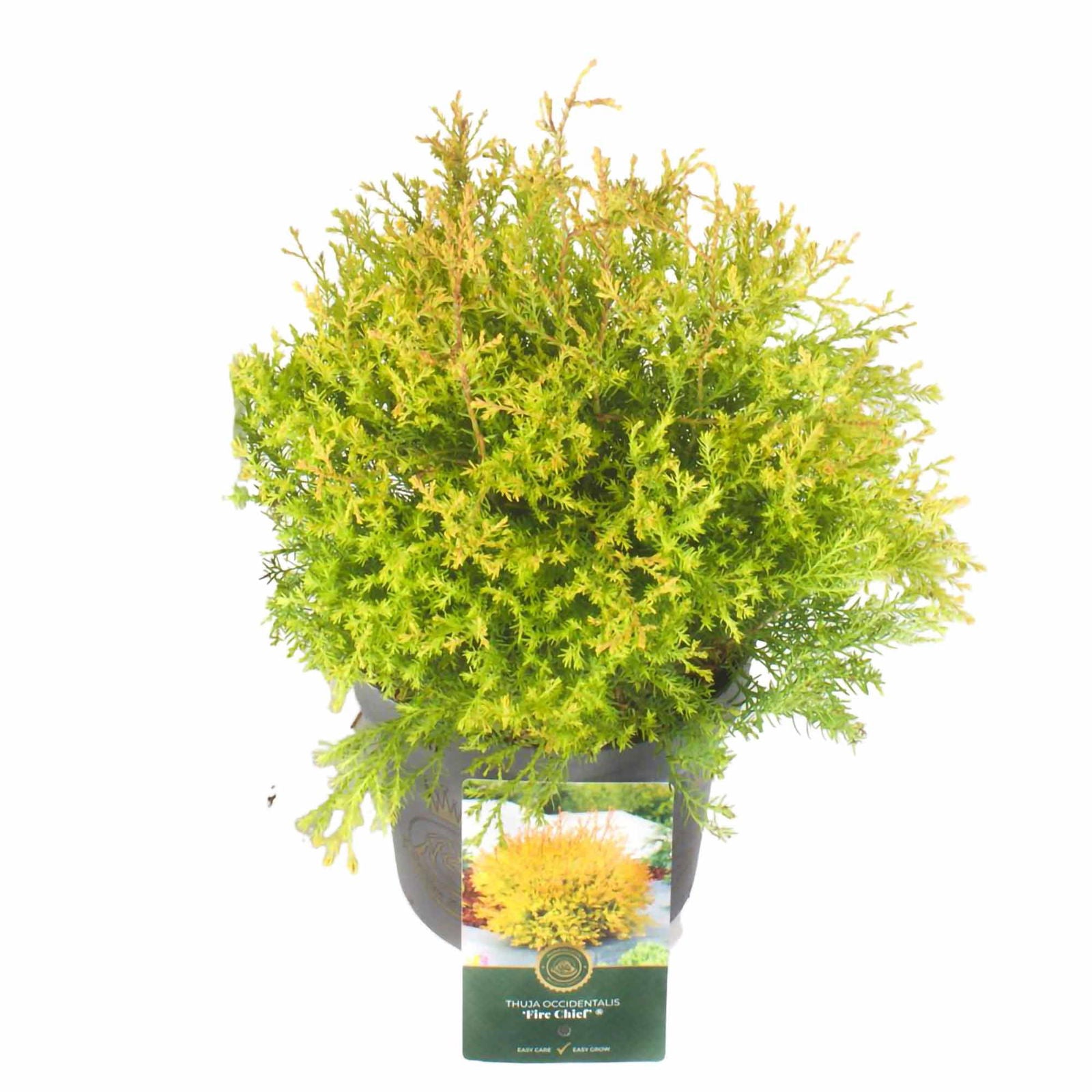 Thuja occidentalis 'Fire Chief'