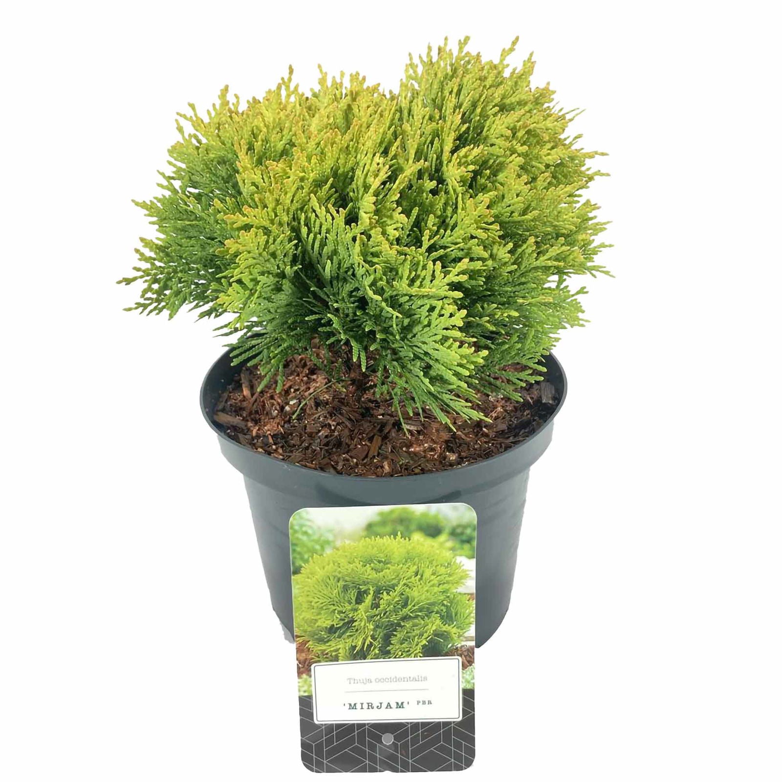 Thuja occidentalis Mirjam® D 2,5