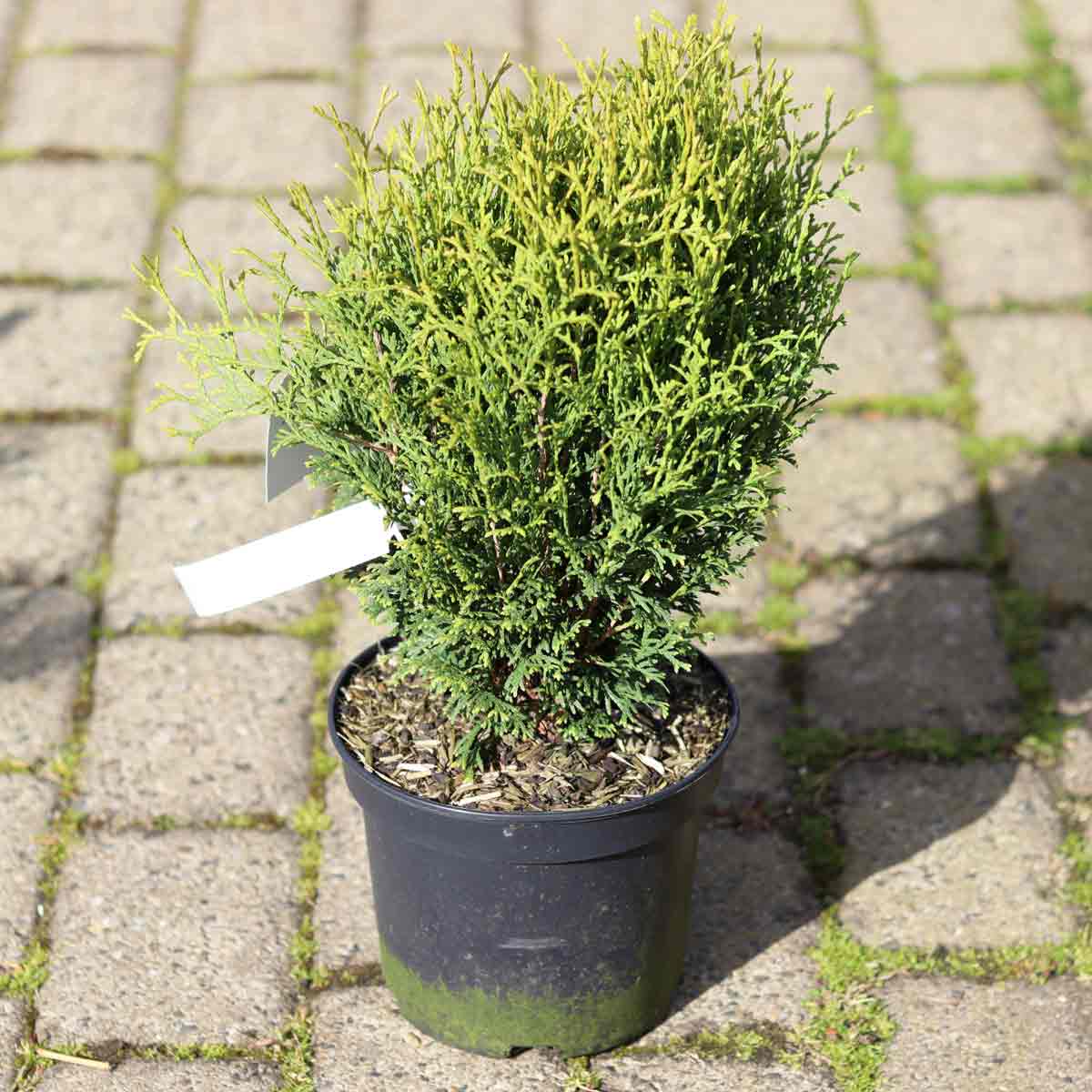 Thuja occidentalis 'Deluxe' 25-30cm C3