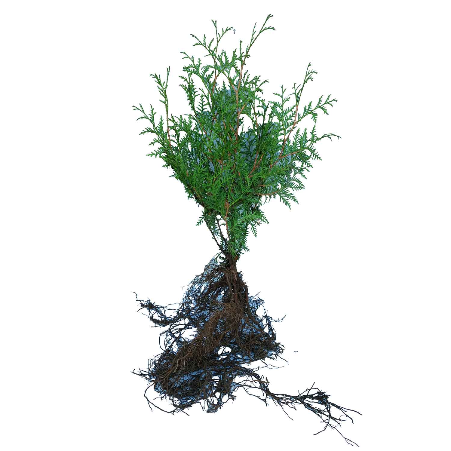 Thuja occidentalis 2/2 20-40