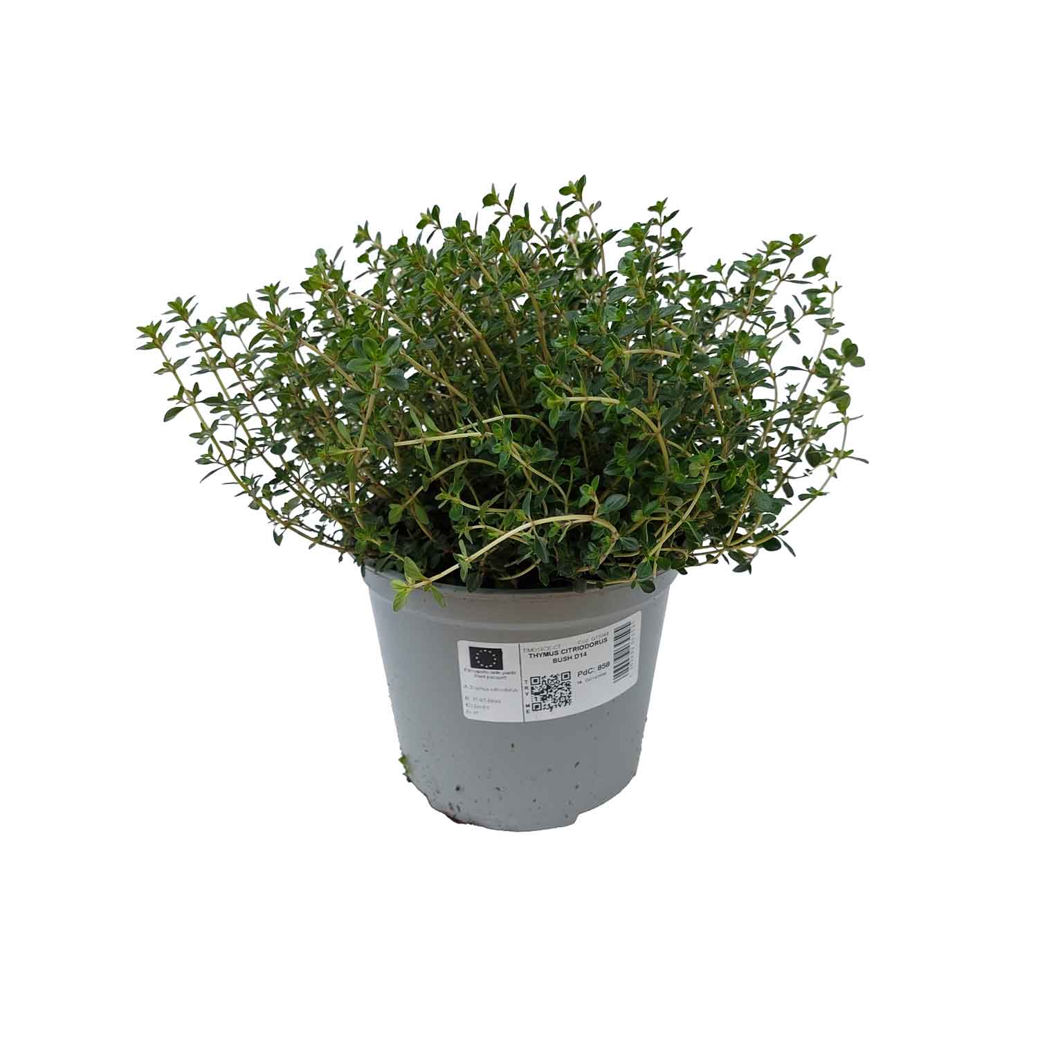 THYMUS CITRIODORUS BUSH D14