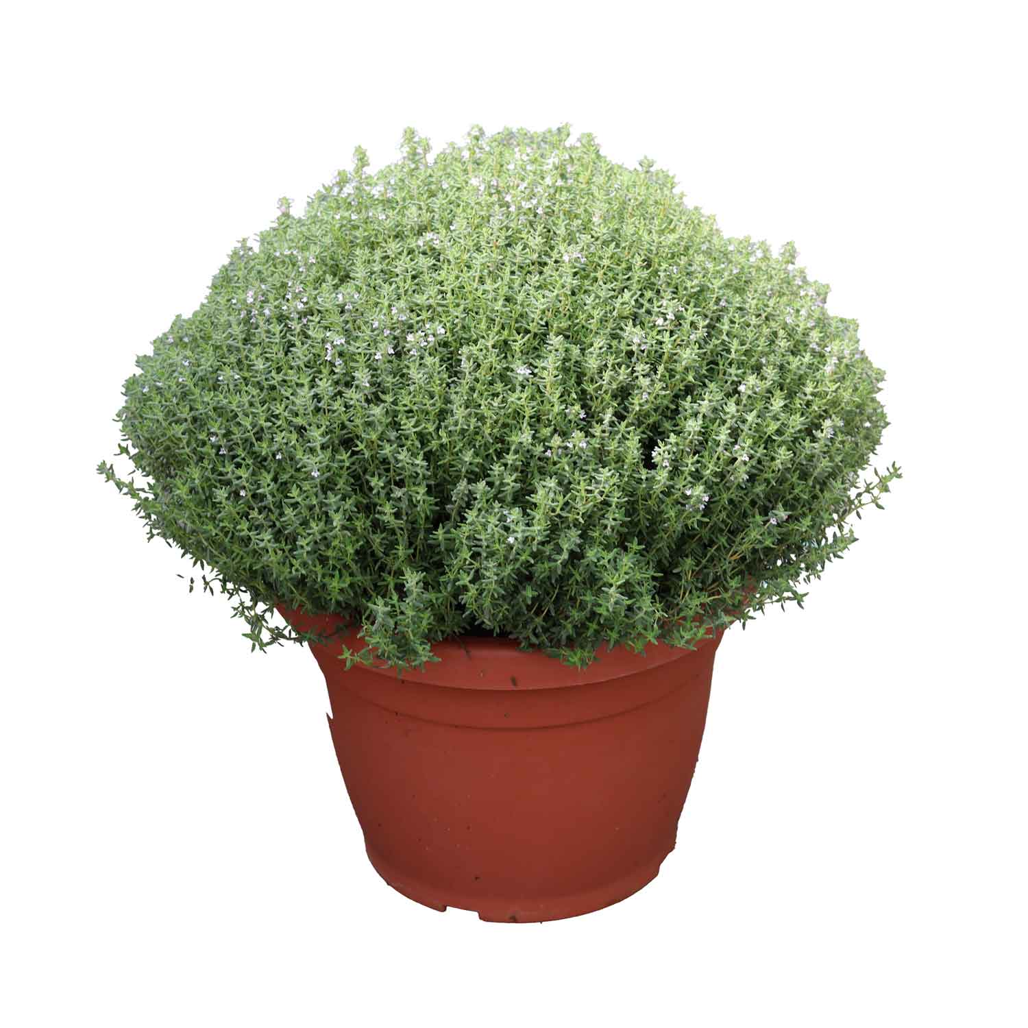 Thymus Vulgaris Bush D25