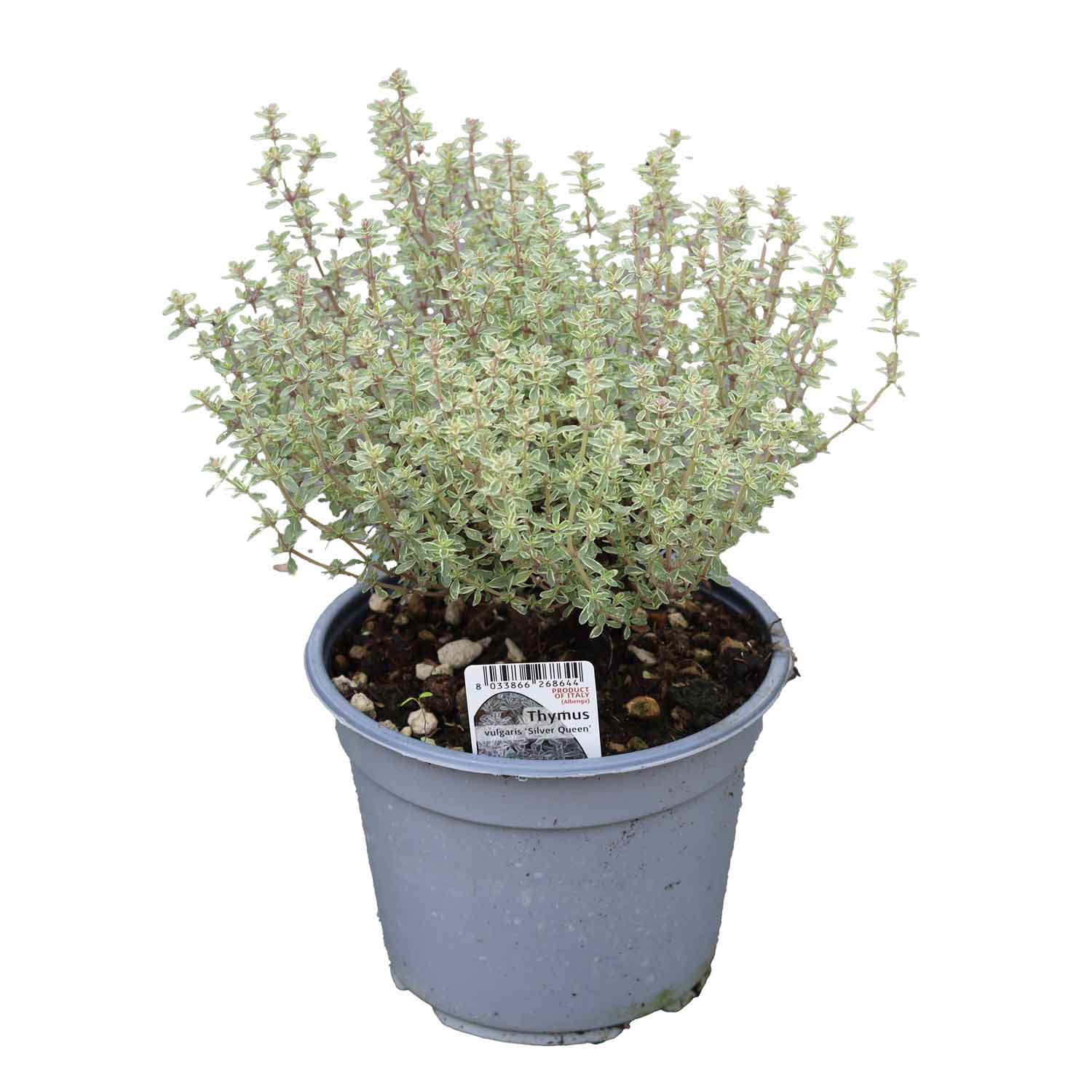 Thymus Silver Queen Bush D14