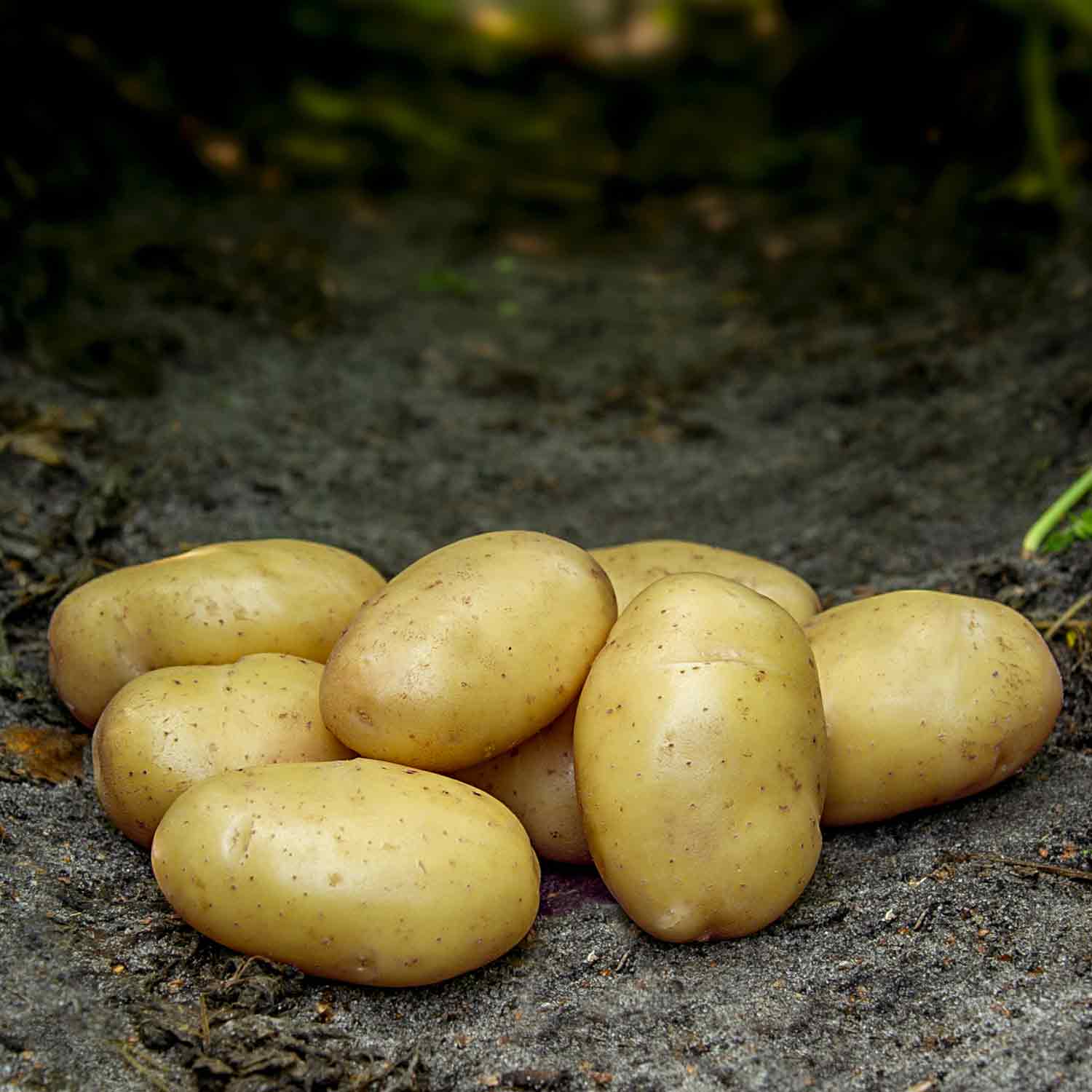 Seed potatoes - Tinca - ORGANIC - NEW -1.5 kg