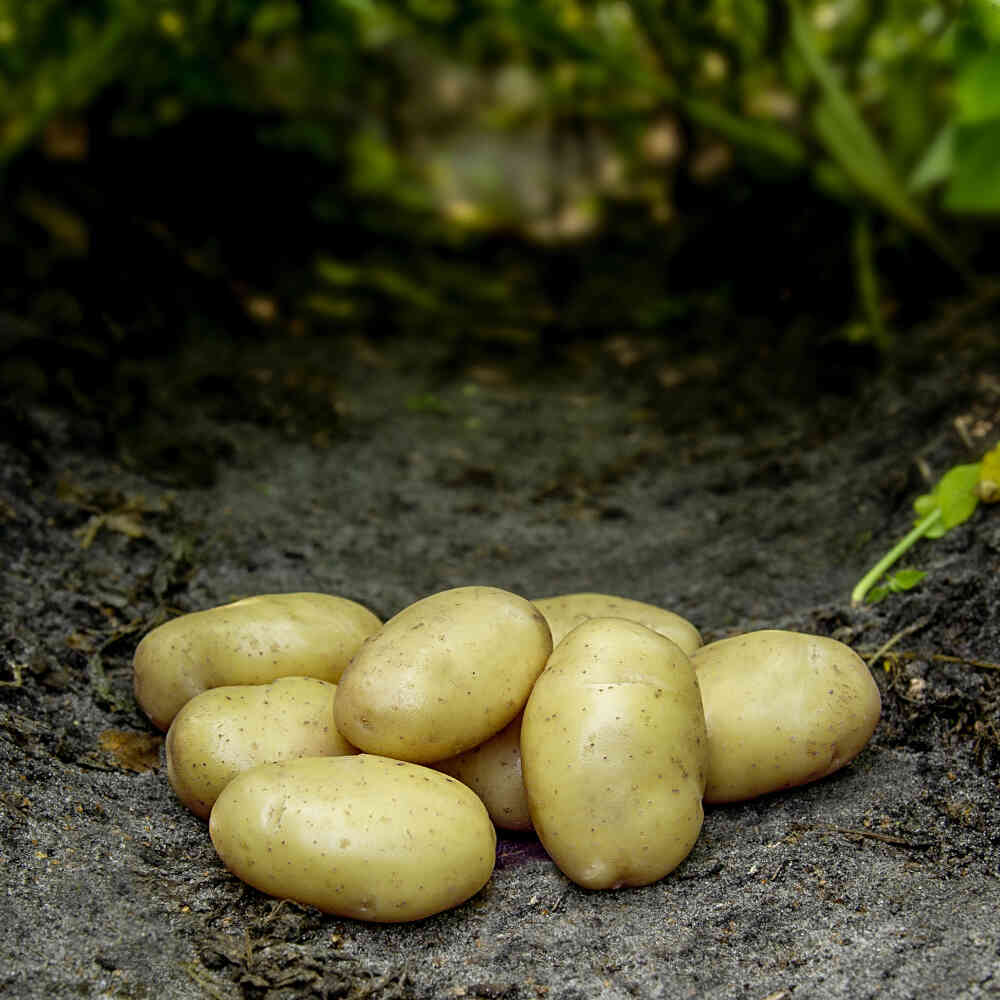 Utsädespotatis - Tinca - Ekologisk 10 kg.