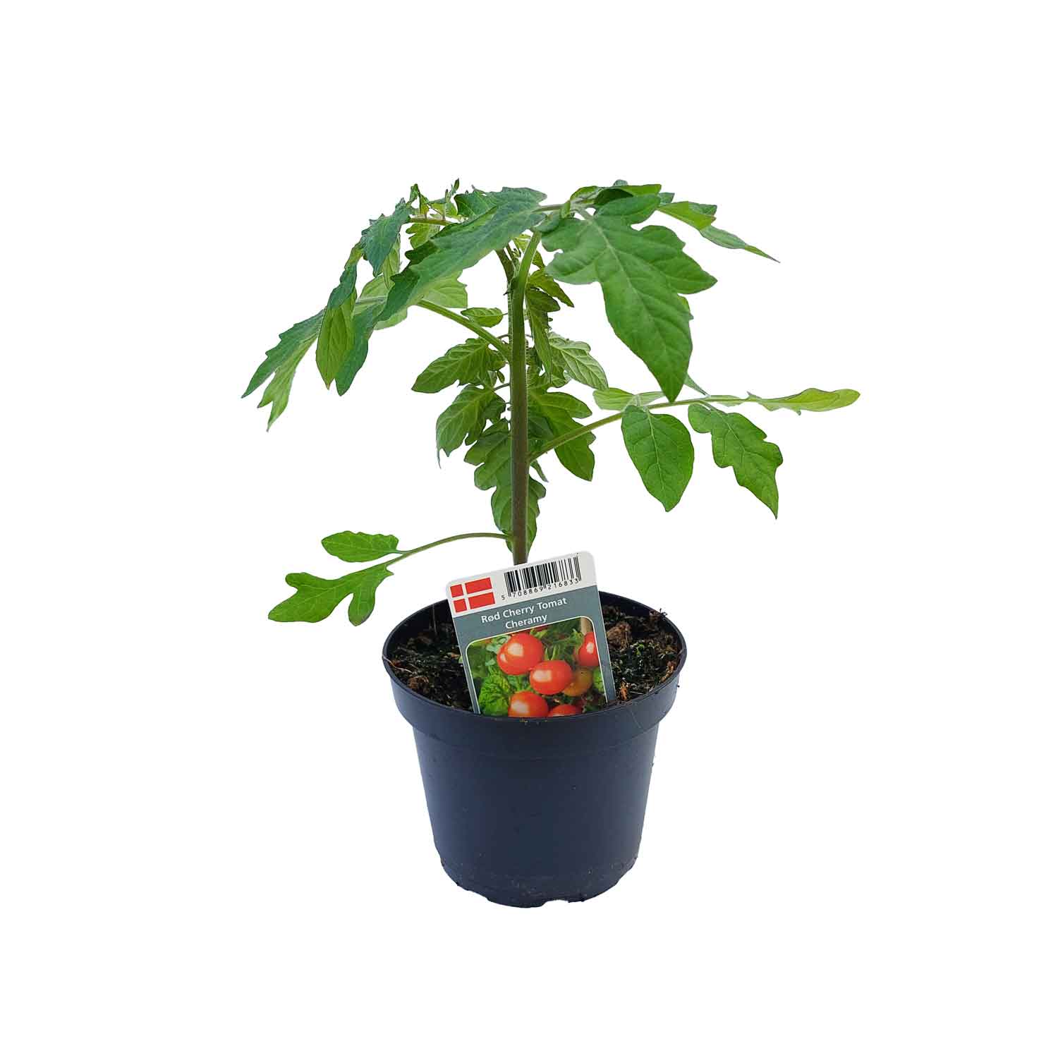 Tomat Cheramy 12cm pot