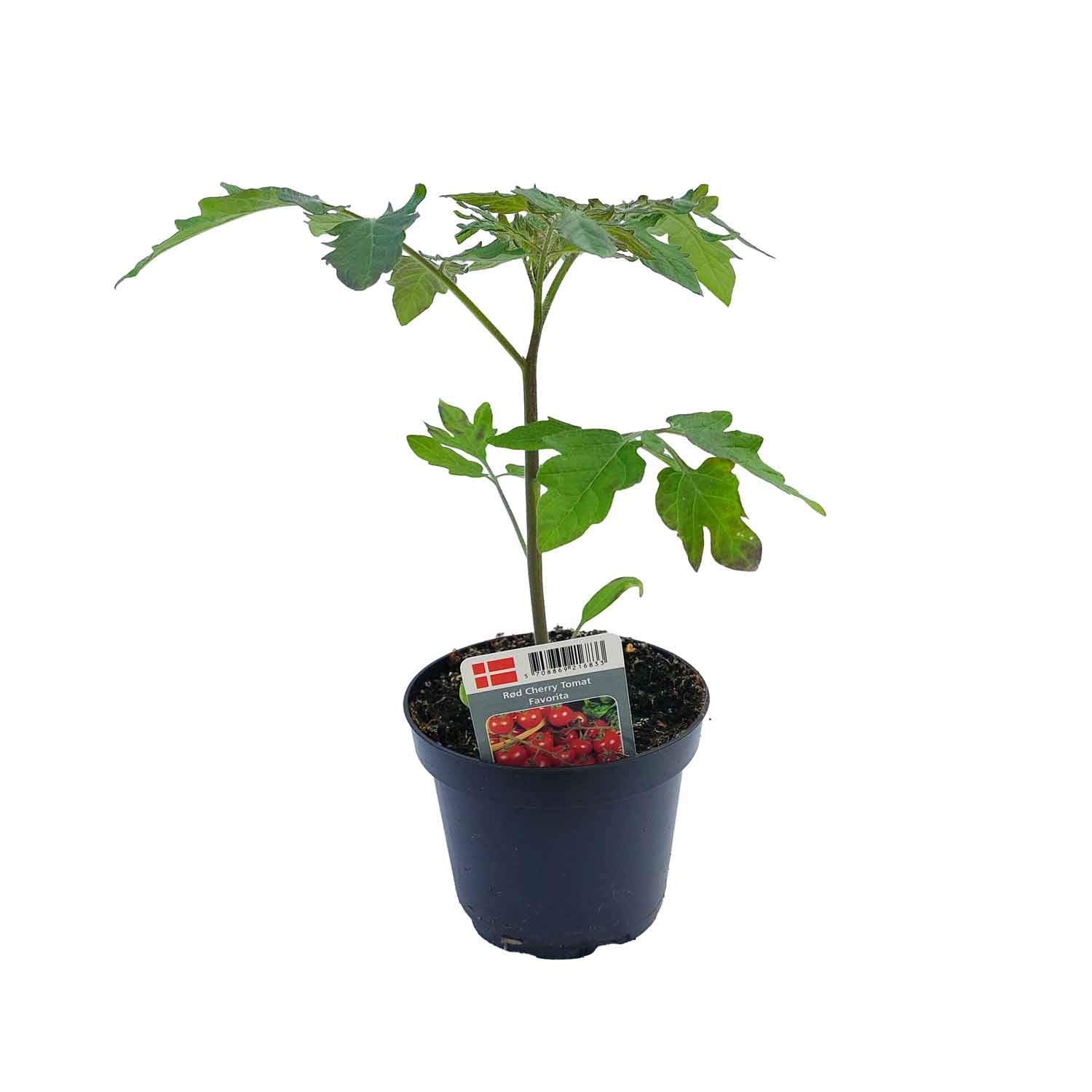 Tomatplante 'Favorita' 11,5cm pot