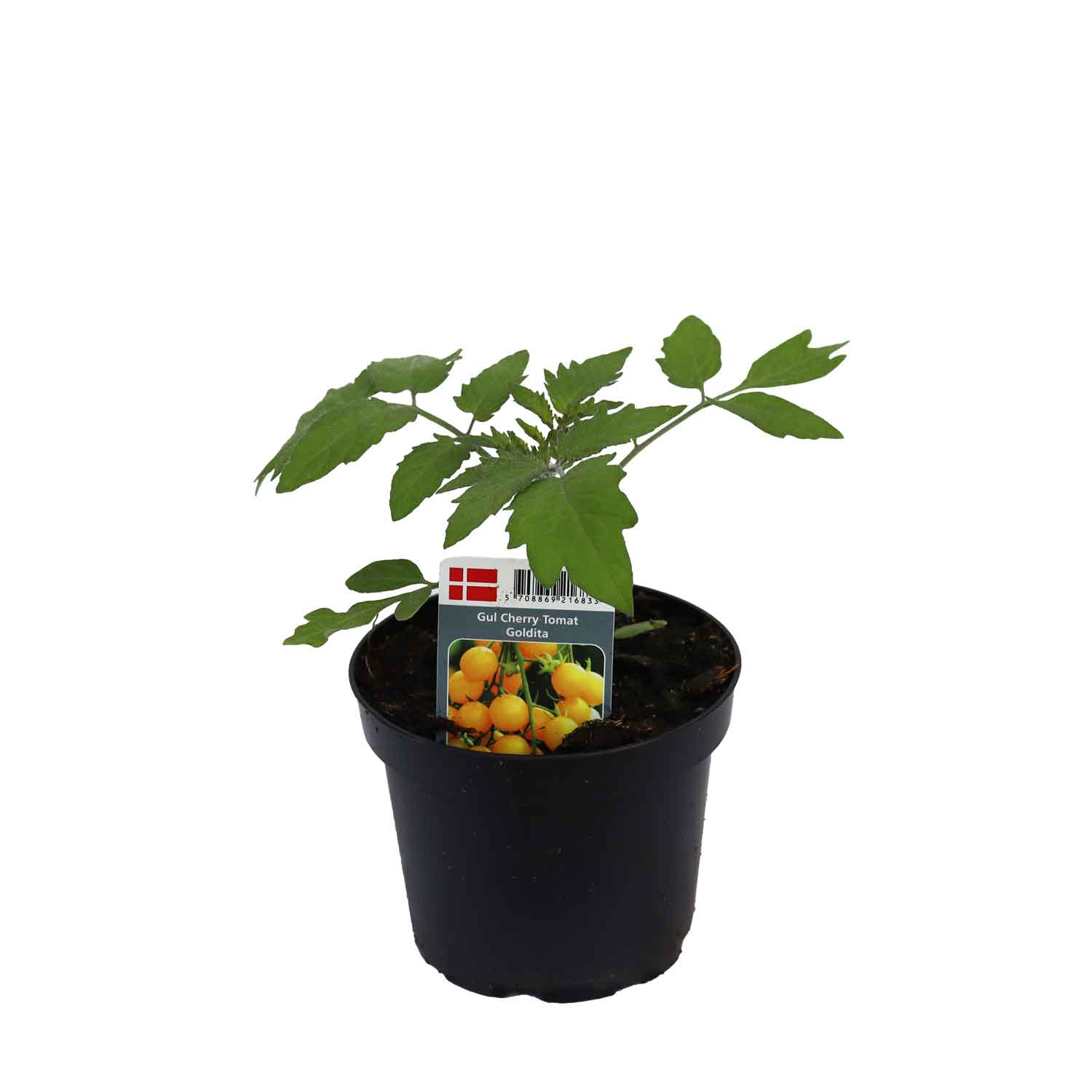 Pepper plant 11 cm. pot.