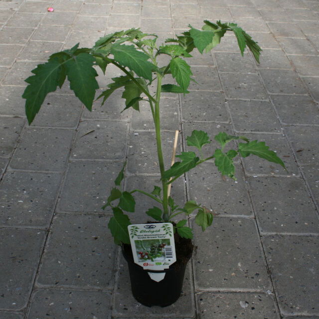 Tomatplante 'Brown Tasty' 11,5 cm. pot.