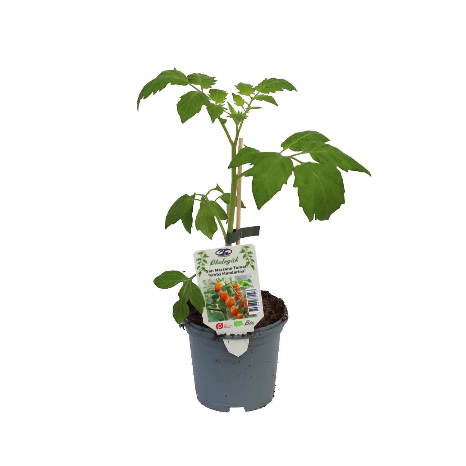 Tomatplante 'Krebs Mandarina' 11,5 cm. pot.