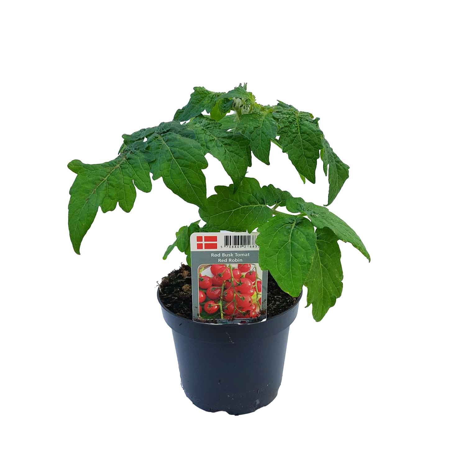 Tomatplanter Red Robin 12 cm. pot.