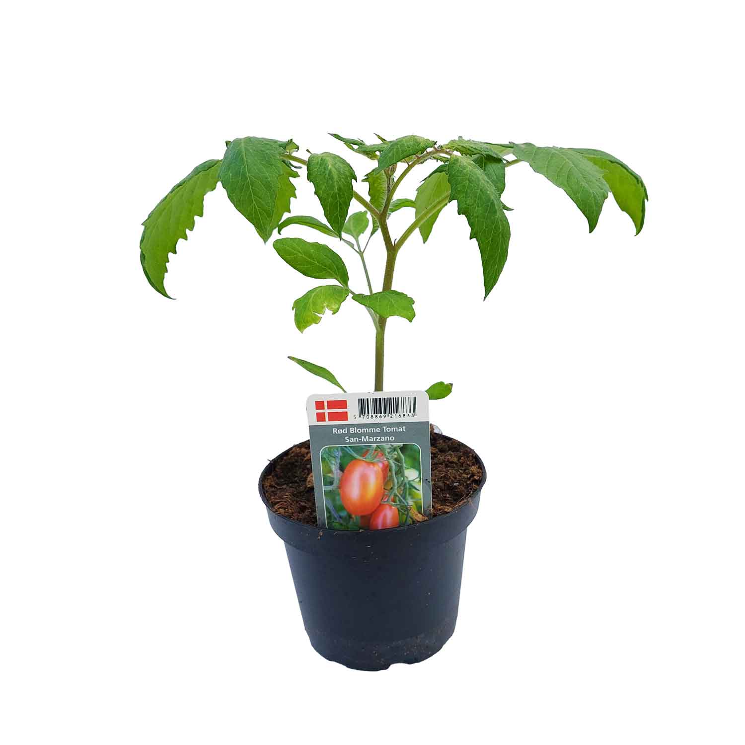 Tomat Sanmarzano11,5 cm. pot.