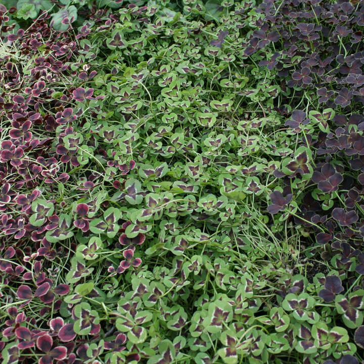 Hvidkløver - Trifolium repens 11 cm. pot.