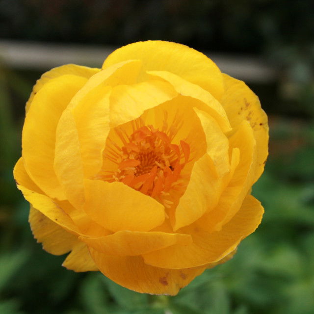 Trollius europaeus 11c.