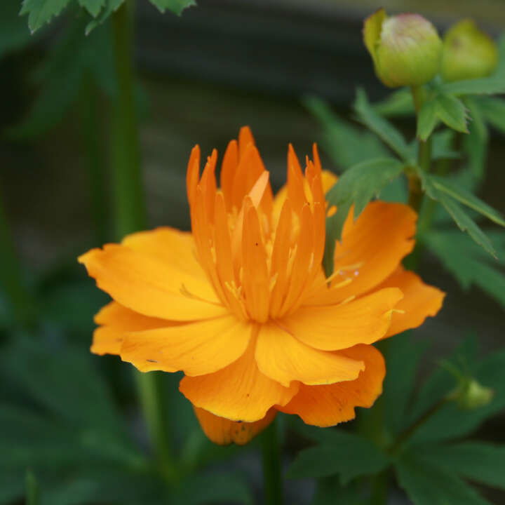 Kinesisk Engblomme - Trollius c. ‘Golden Queen’ C1