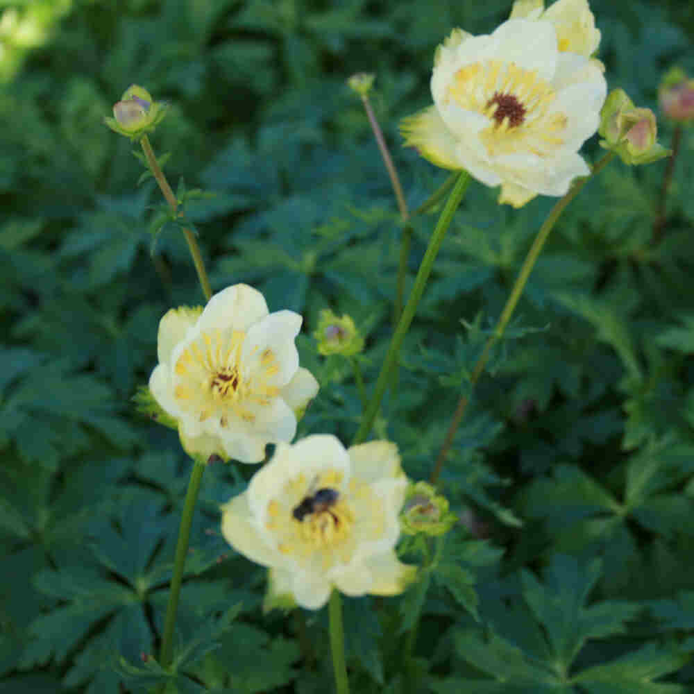 Trollius hybrid 'Alabaster'