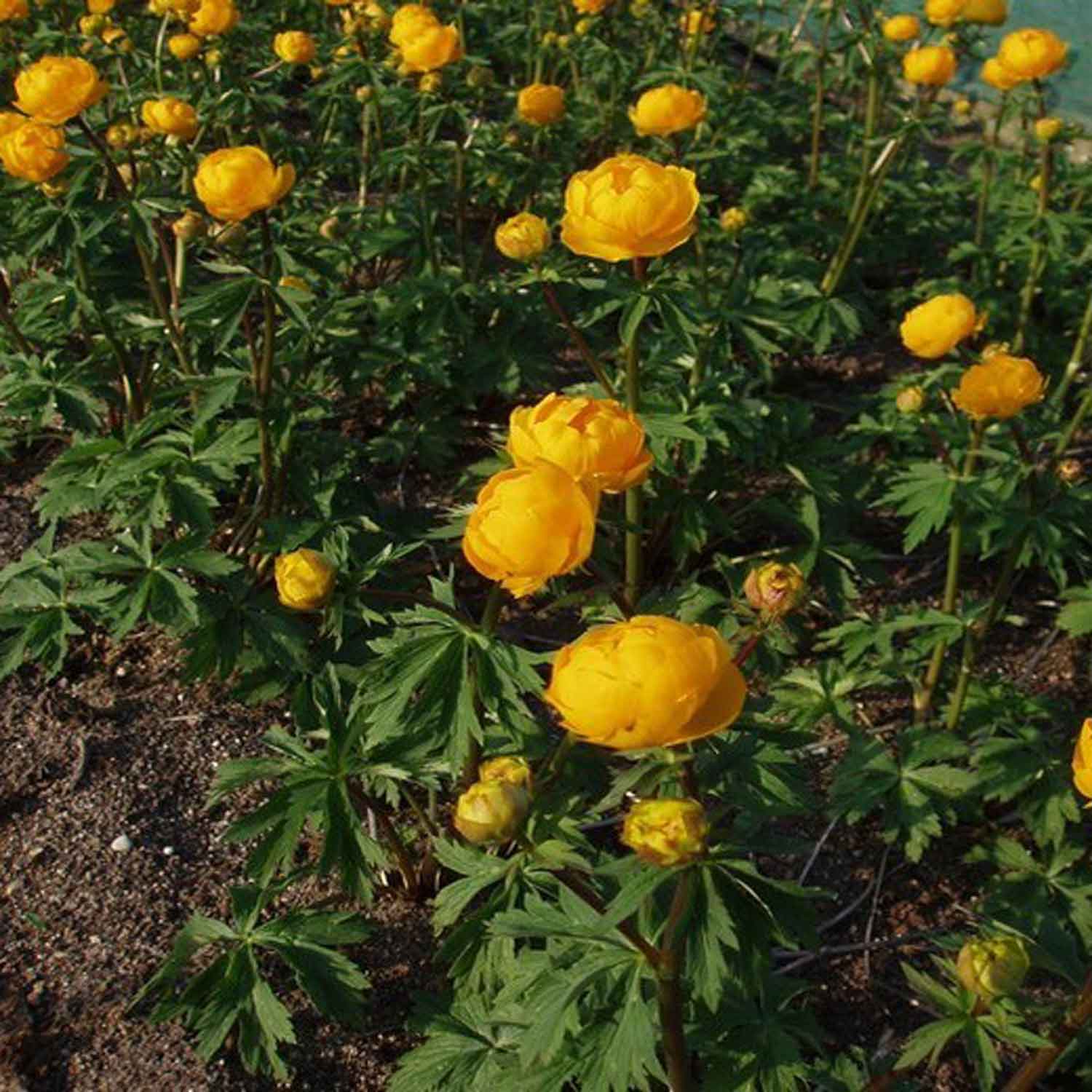 Trollius hybrid 'Orange Globe'