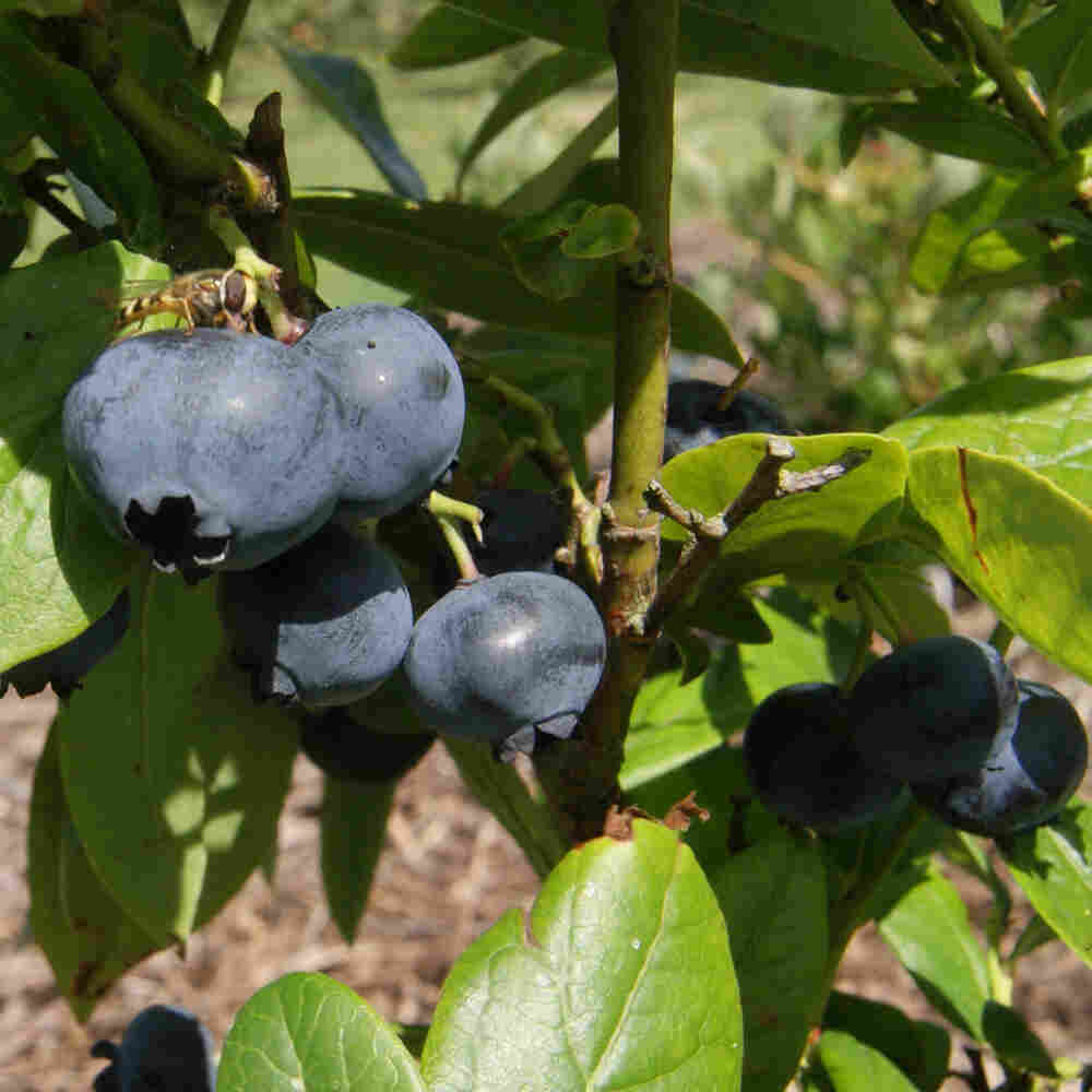 Blåbær - Vaccinium corymbosum 'Brigitta' C 4,6 40- 60