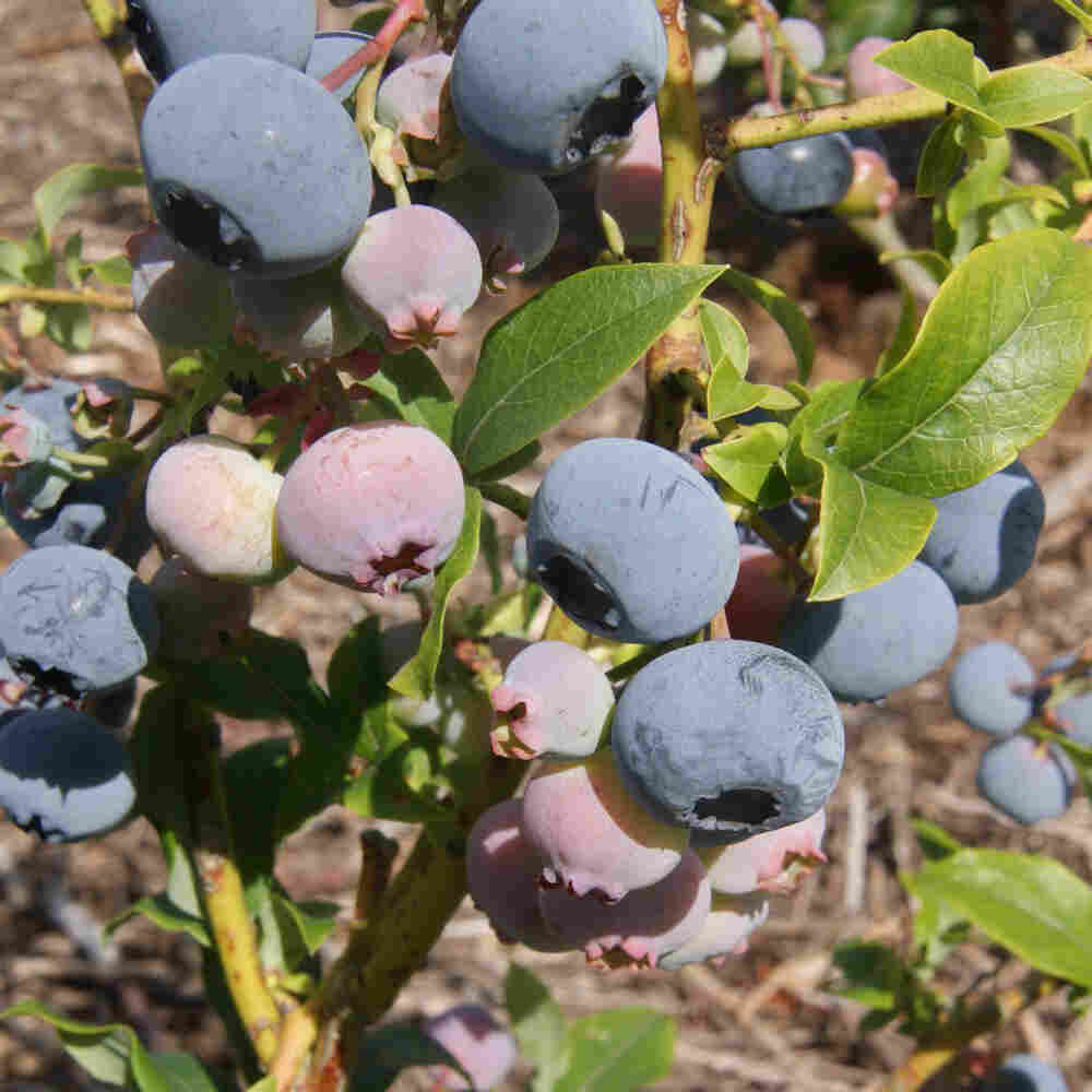 Blåbær - Vaccinium corymbosum 'Bluecrop' C 4,6 40- 60