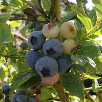 Vaccinium 'Duke' 35-45 - C5