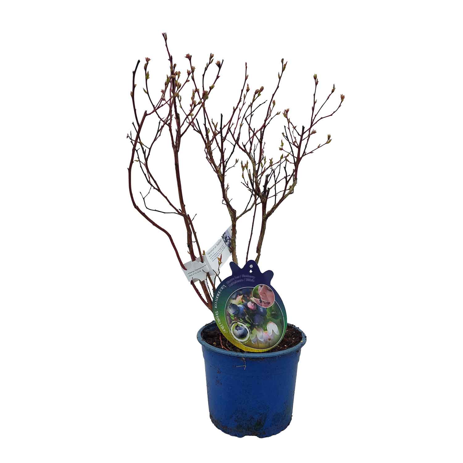 Vaccinium cor. 'Brigitta Blue' 40-50  C.4