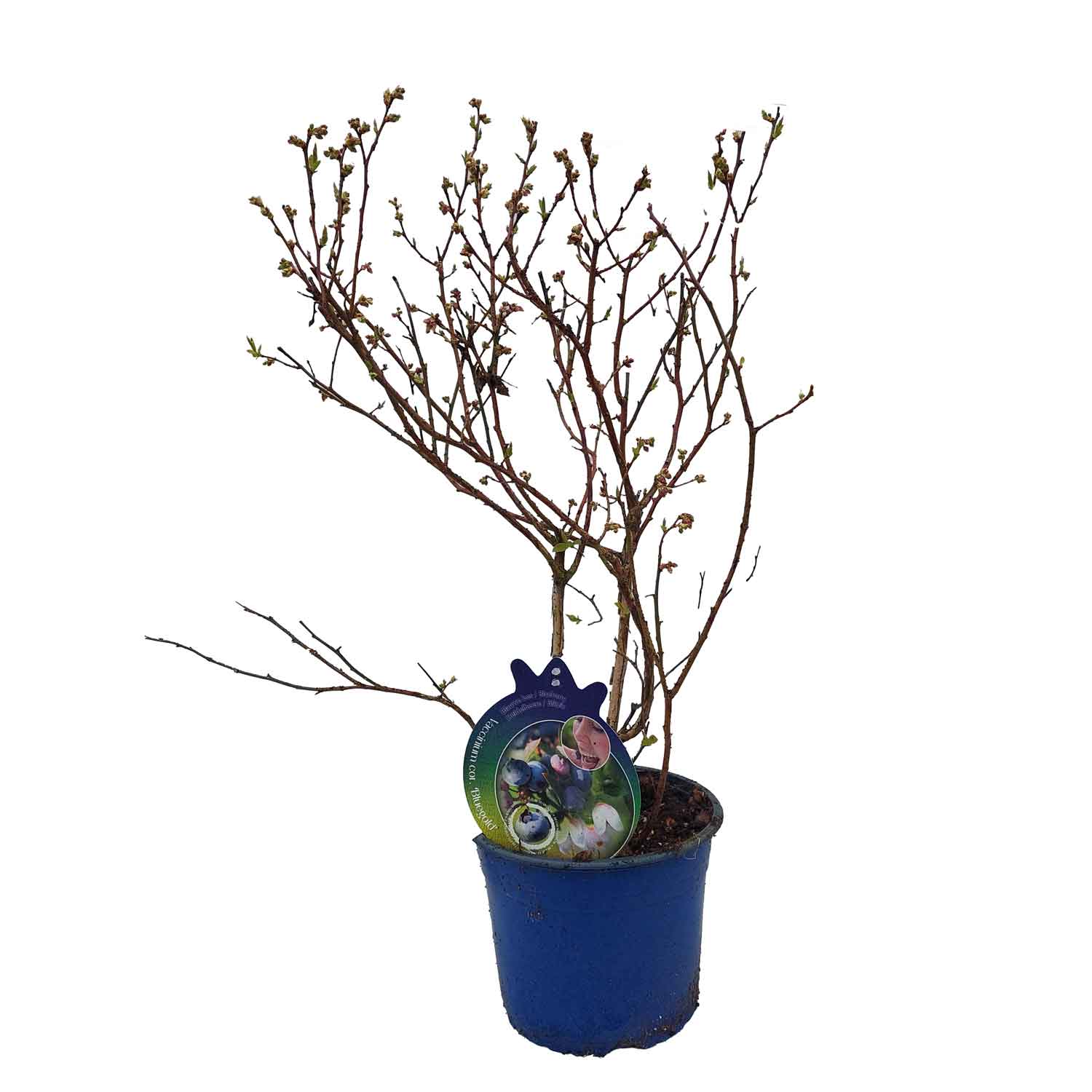 Vaccinium cor. 'Bluegold' 40-50  C.4