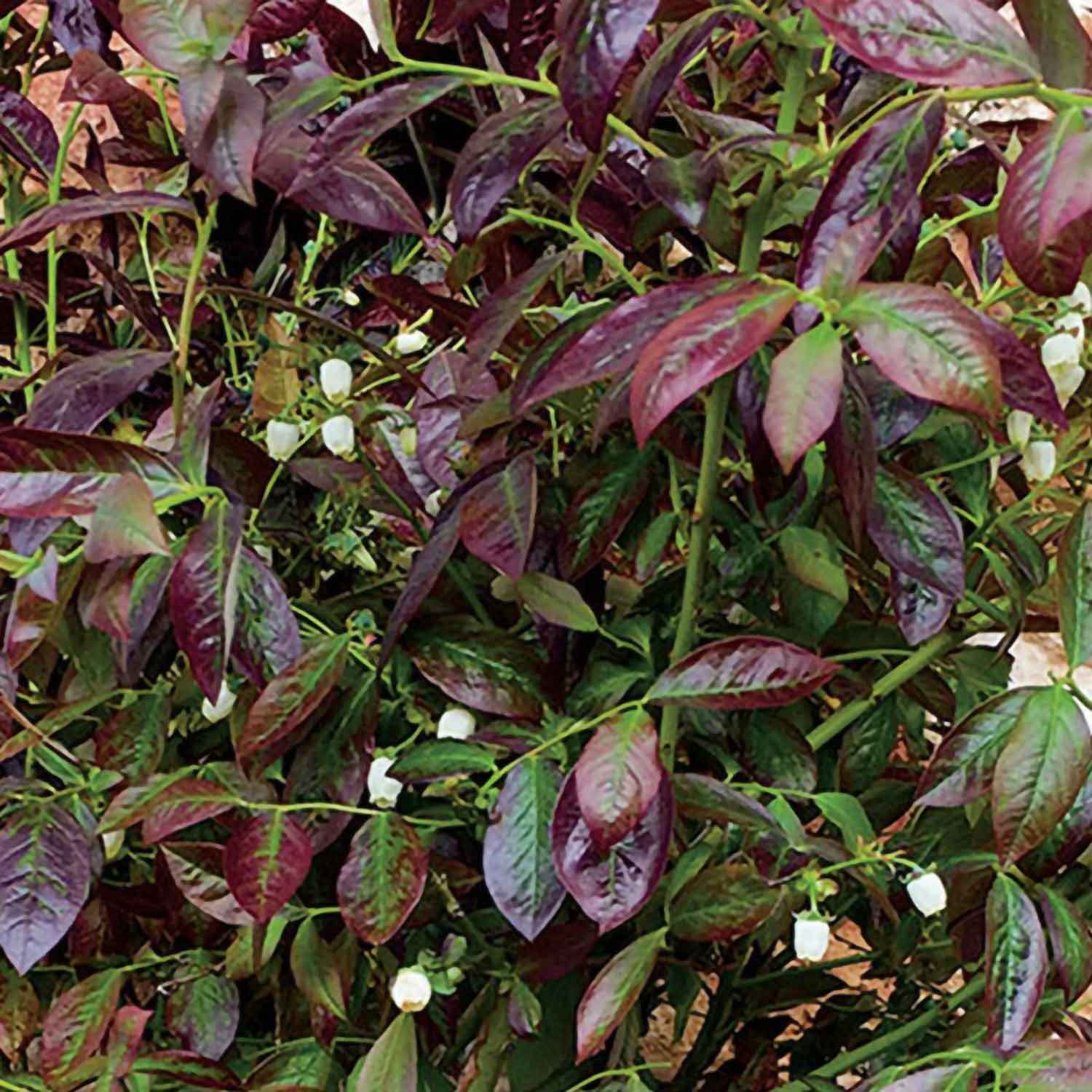 Vaccinium c. Cabernet Splash C3