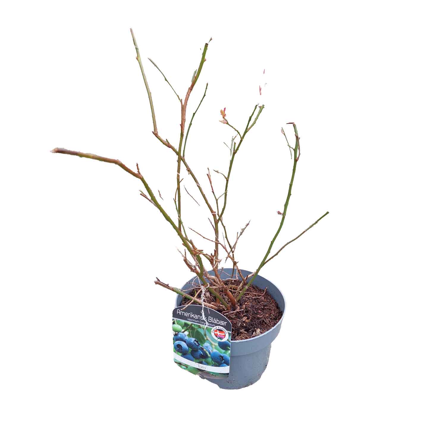 Vaccinium 'Toro' 25-35 - C2