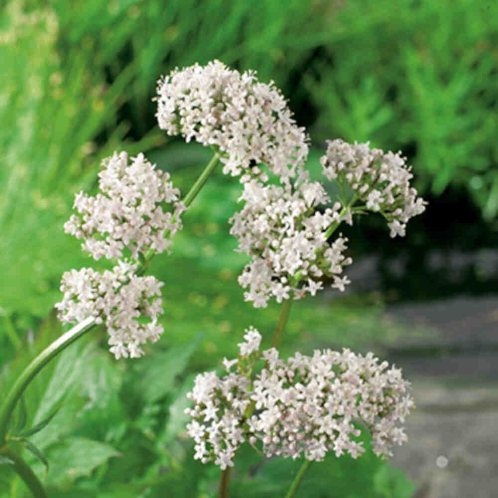 Valeriana officinalis  p9