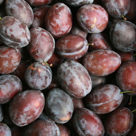 Prunus domestica 'Valor' 4-8 Gr /St.Jul.